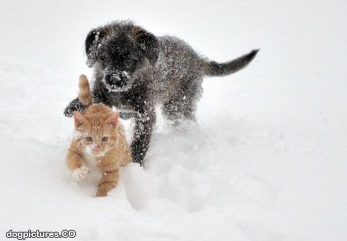 puppy vs kitten