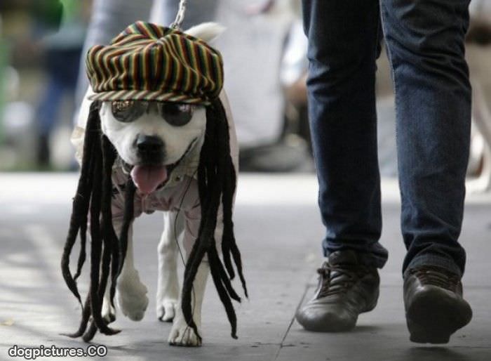 reggae dog