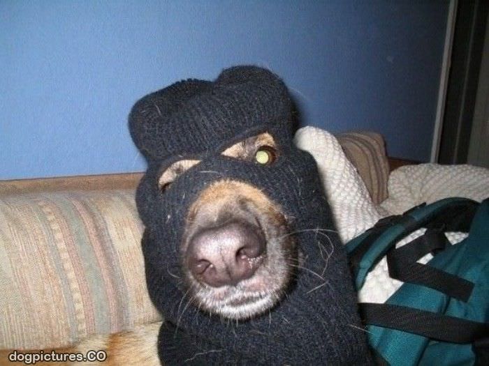 robbery dog