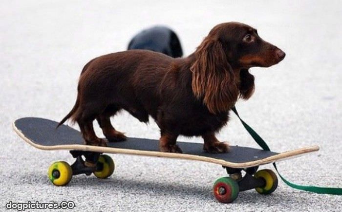 skateboarder dog