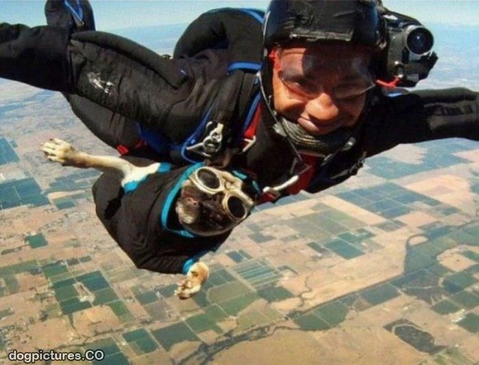 sky diving dog