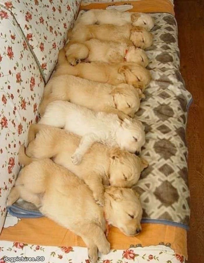 sleeping in a row