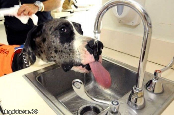 so thirsty dog