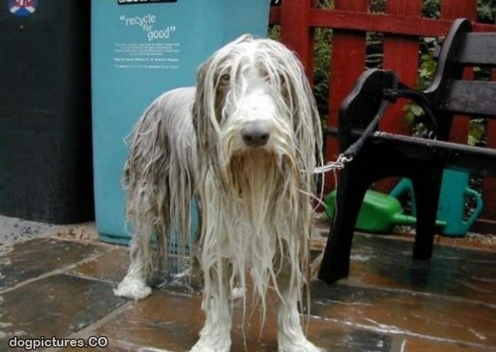 soaking wet dog