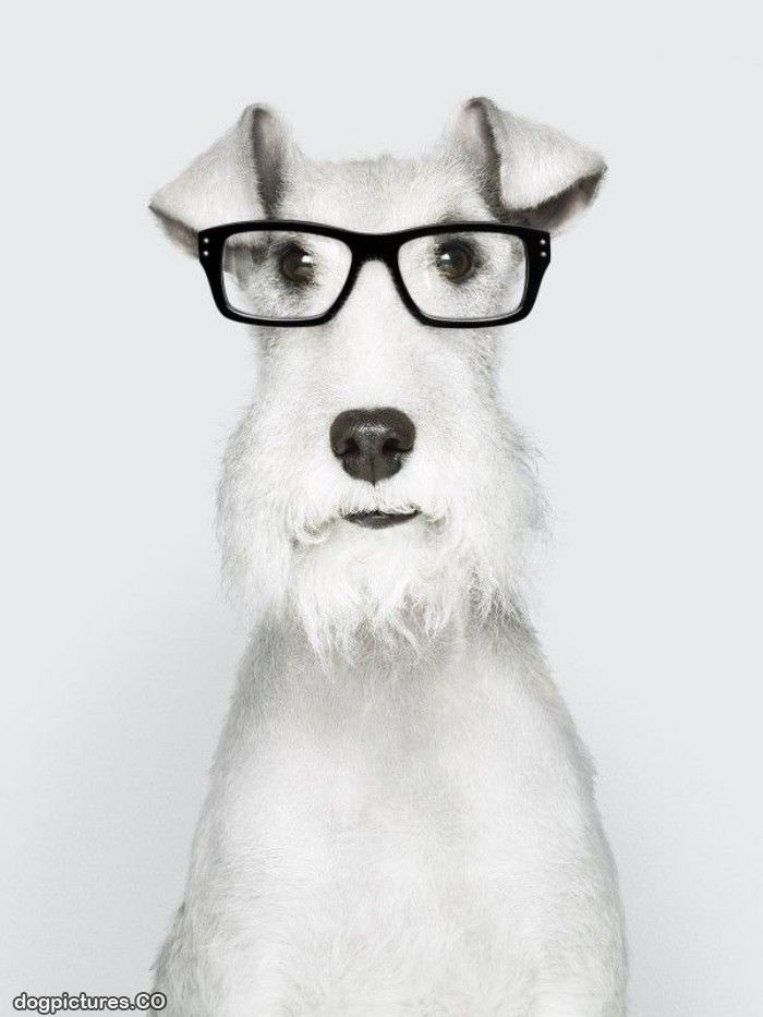 sophisticated dog