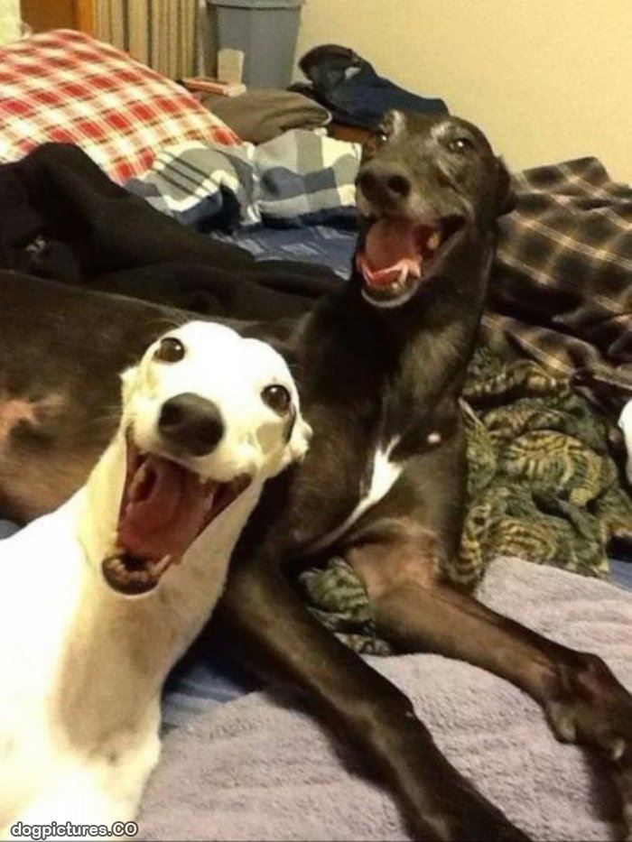 such very happy dogs