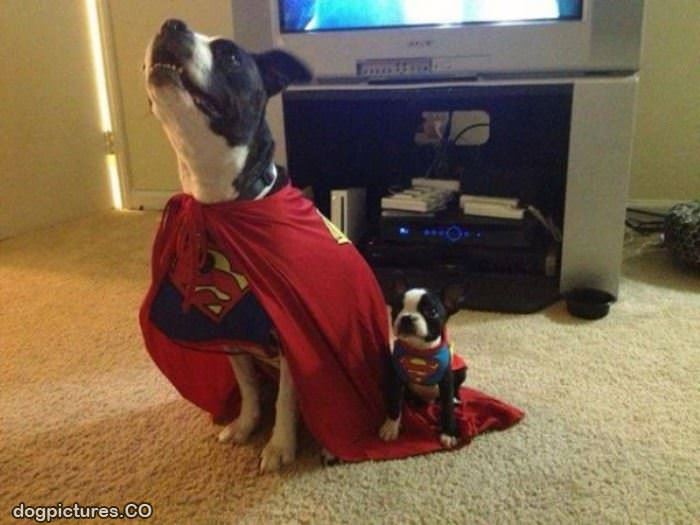 superdogs