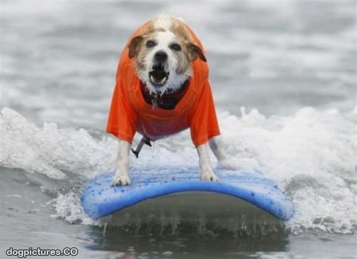 surf dog loves to surf