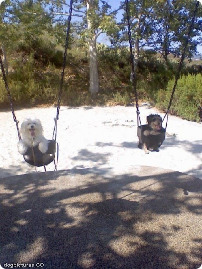 swinging dogs