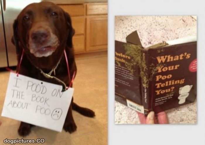 the about poo book