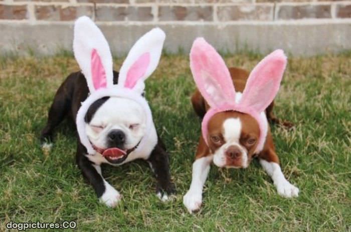 the bunny ears