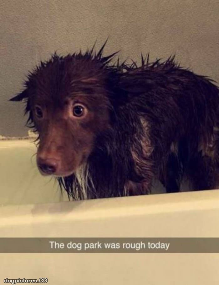 the dog park was rough