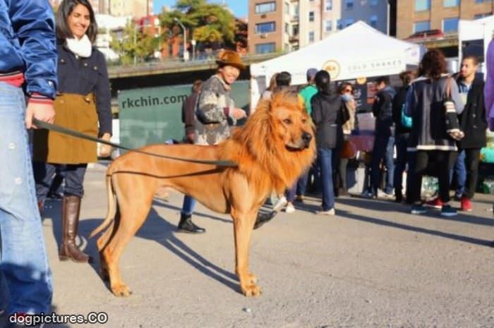 the lion dog