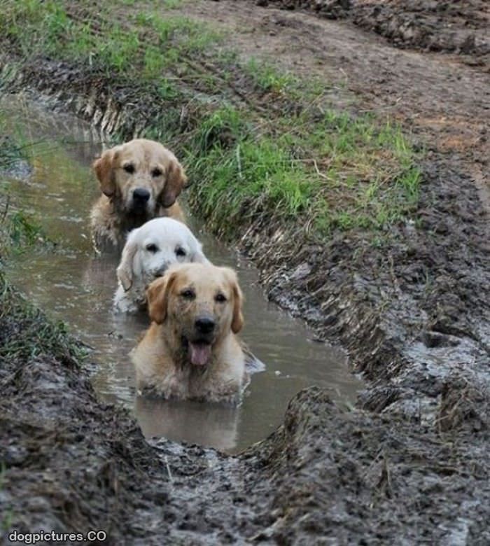 the mud dogs