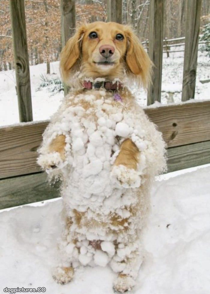 the snowball dog