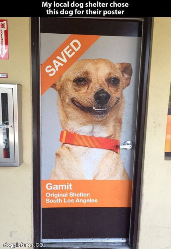 this dog is saved