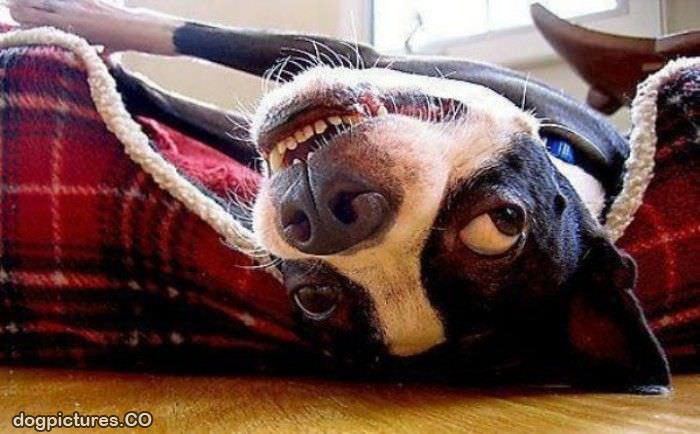 upside down dog face