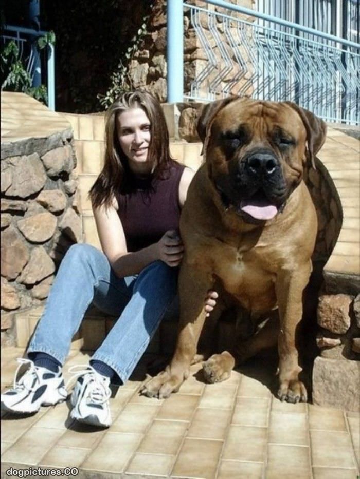 very huge dog