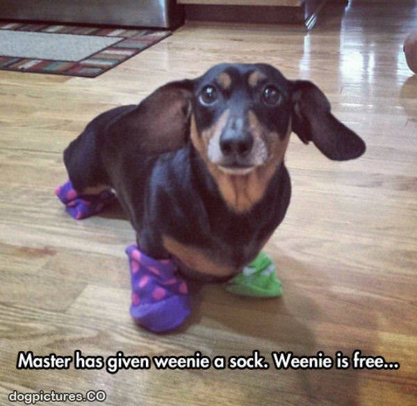 weenie has socks