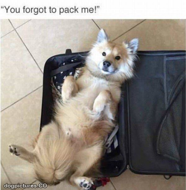 you forgot to pack me