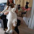 A Huge Fluffy Cat