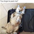 You Forgot To Pack Me