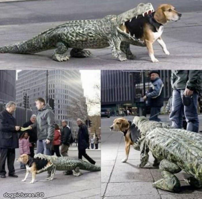 alligator dog