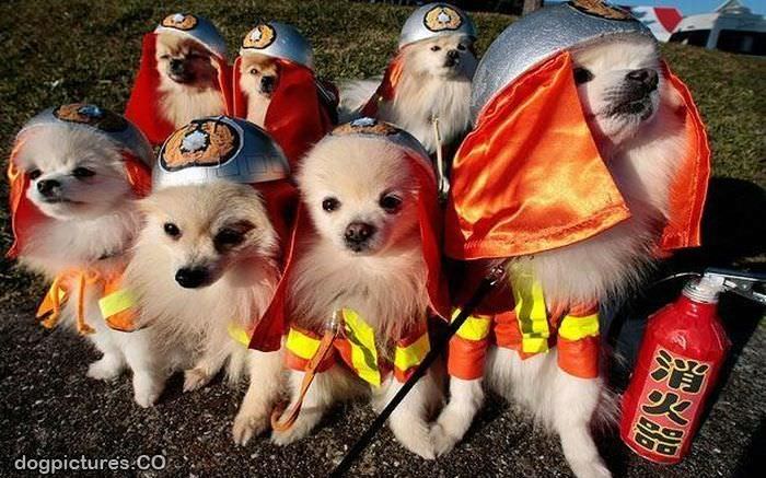 asian rescue dogs