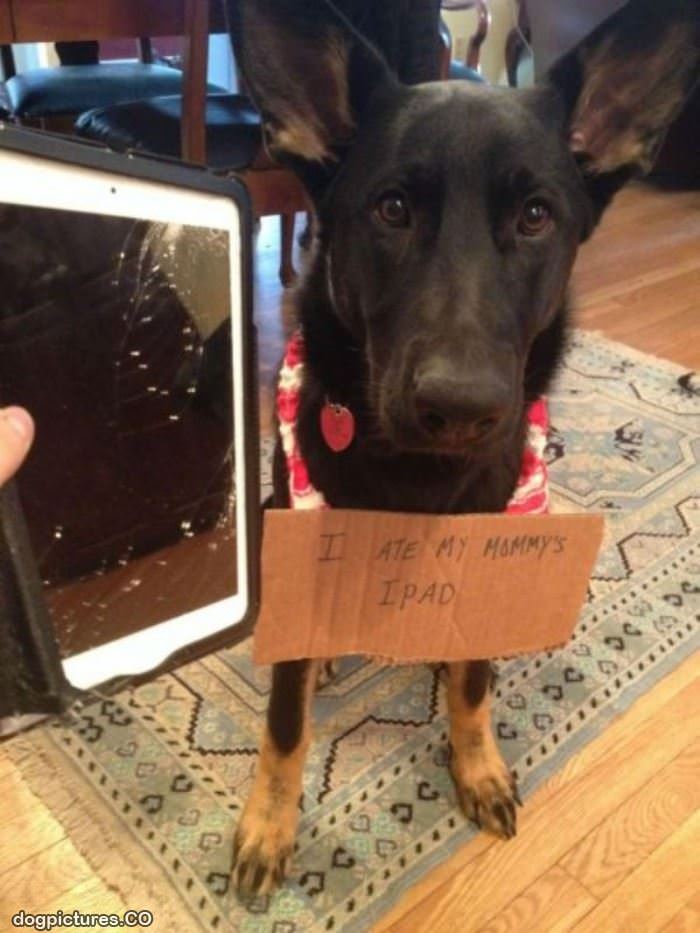 ate the ipad - Dog Pictures