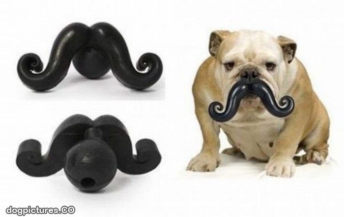 dog mustaches