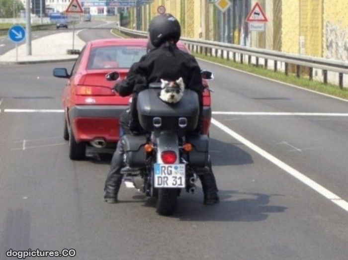 dog on the bike
