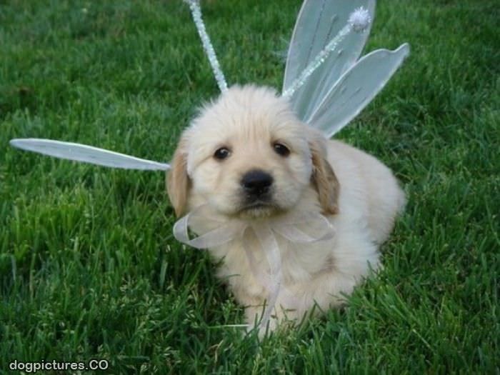 fairy puppy
