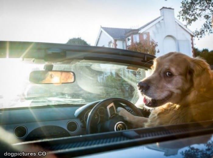 get in human im driving