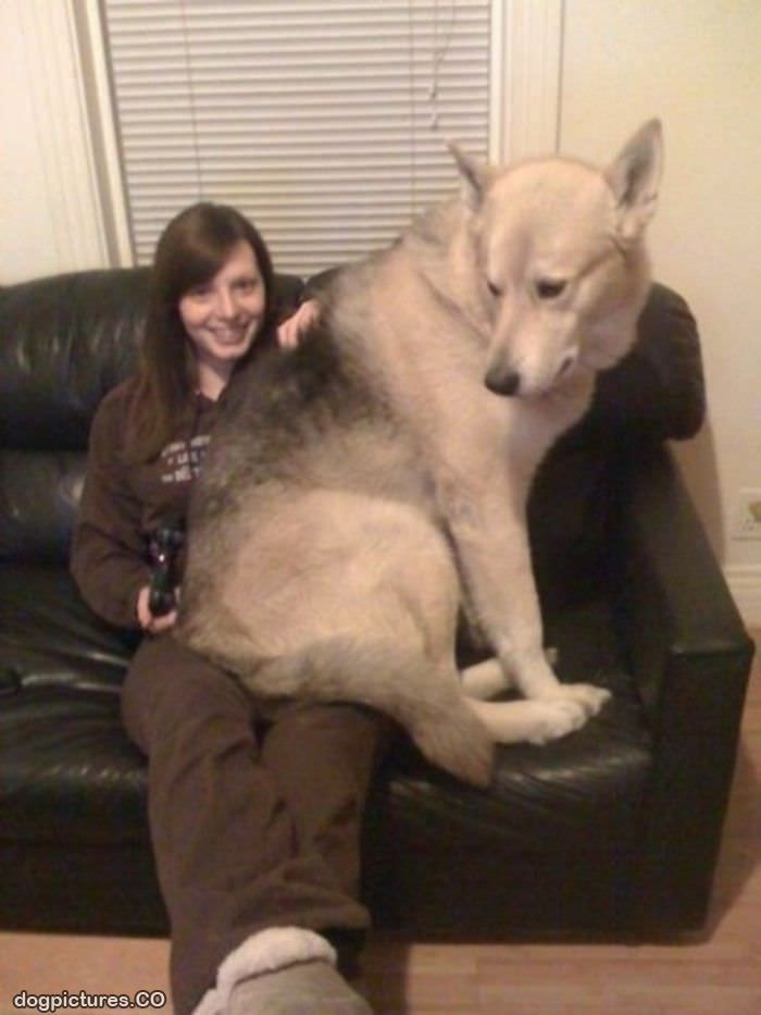 giant dog - Dog Pictures