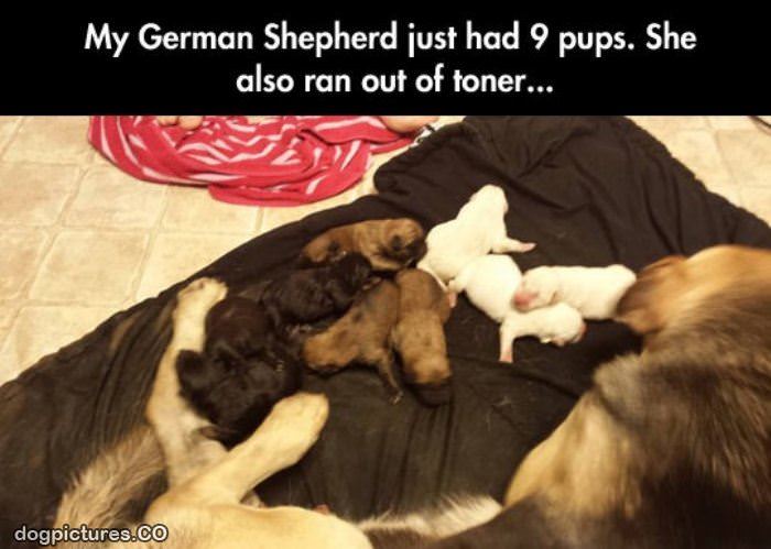 had 9 pups