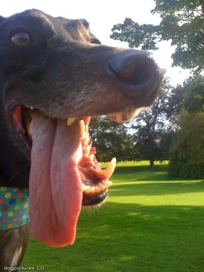 Всегда большой язык. Собака с языком. Собака с высунутым языком. Собака с вытянутым языком. Собакас высунытым языком.