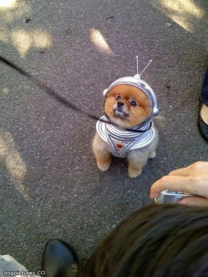 space puppy