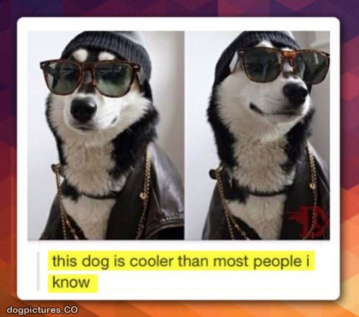 this cool dog