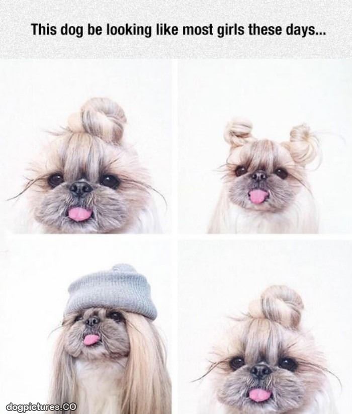 this dogs hair - Dog Pictures