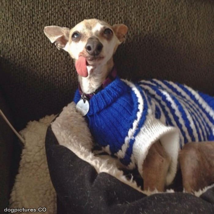 tongue out sweater