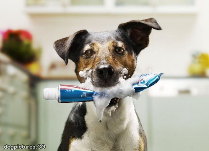 tooth paste dog