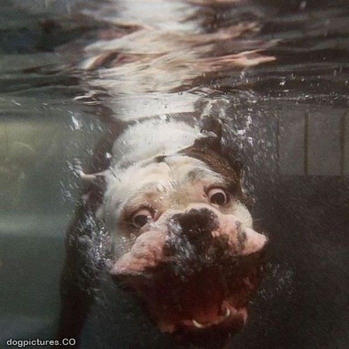under water dog