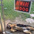 Beware Of This Dog