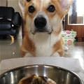 Can I Has A Bite Yet