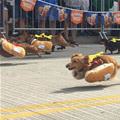 Hot Dog Race